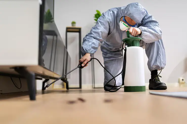 PlagasCero – Expertos en fumigación y control de plagas en Almoradí, Alicante y alrededores