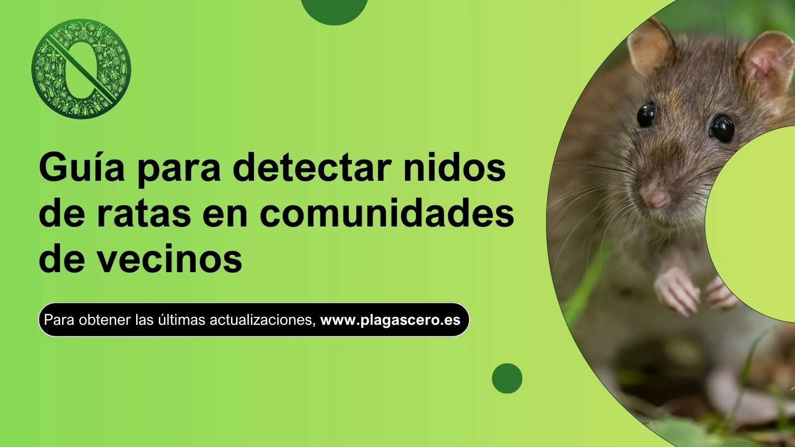 Guía para detectar nidos de ratas en comunidades de vecinos | Plagascero