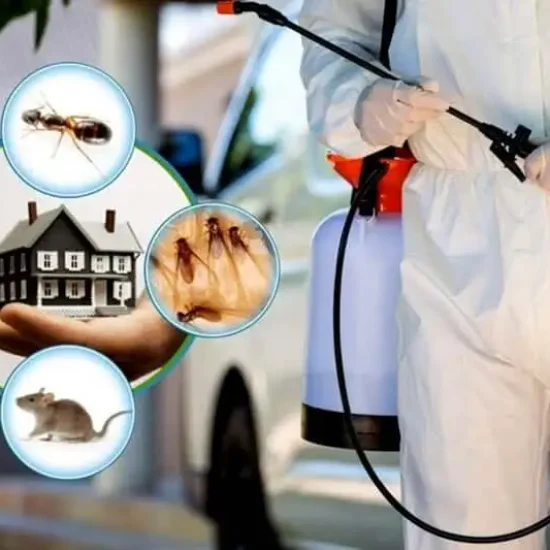 Is-monthly-pest-control-necessary-1