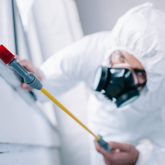 servicio de fumigación económico en Rojales