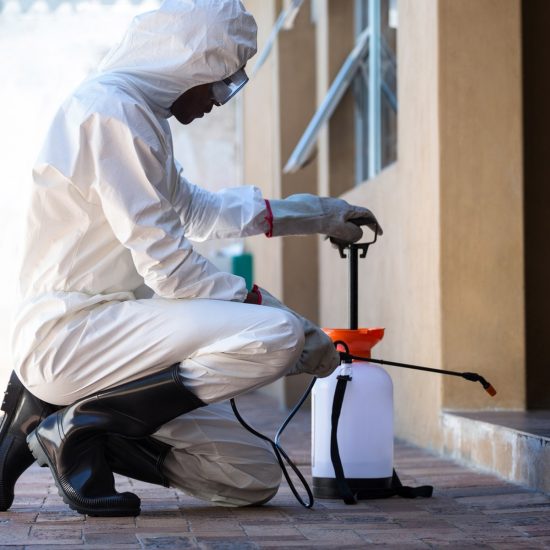 Expertos en control de plagas en Orihuela